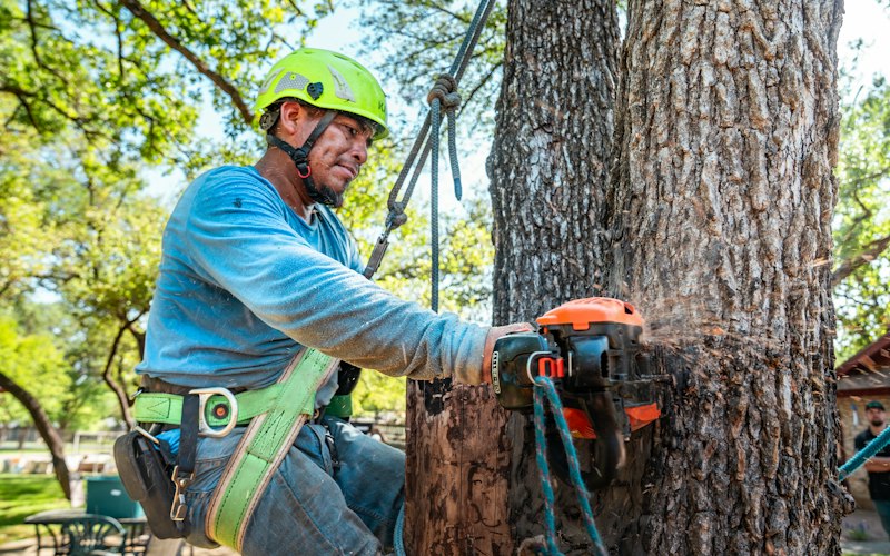 Davie Florida Tree Service, Tree Service in Davie